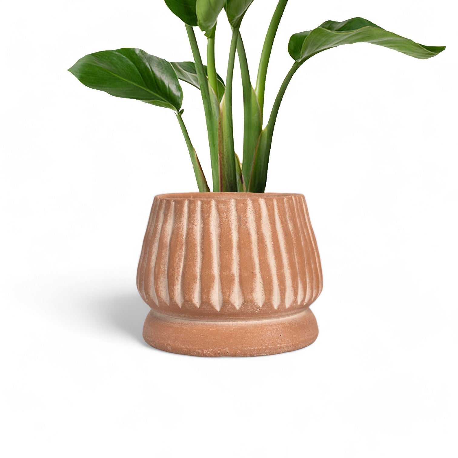 Mateo Terracotta Planter by MESO - Shop_nameMESO